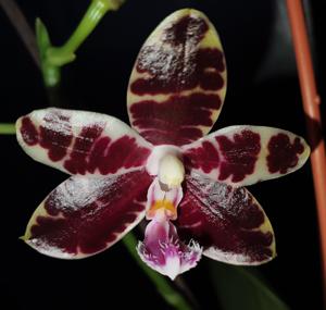 Phalaenopsis gigantea-Corie