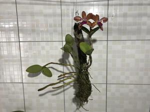 Rhyncholaeliocattleya Waianae Leopard-guttata