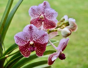 Vanda Kultana Pink-sanderiana