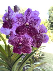 Vanda Kultana Pink-sanderiana