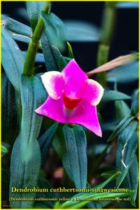 Dendrobium Mtn's Butterfly Kisses