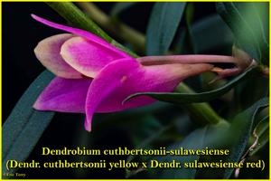 Dendrobium Mtn's Butterfly Kisses