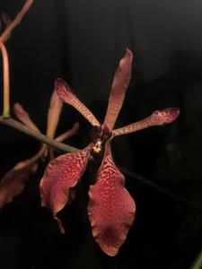 Renanthera storiei-vietnamensis