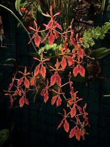 Renanthera storiei-vietnamensis