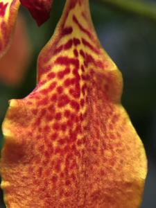 Renanthera storiei-vietnamensis