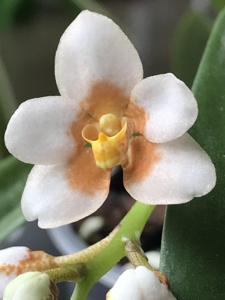 Sarcochilus Kulnura High-Madge