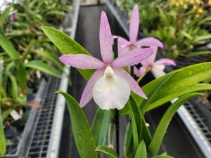 Brassocattleya Walter August