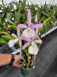 Brassocattleya Walter August