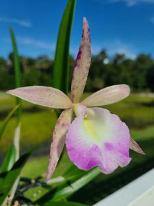 Brassocattleya Walter August