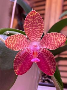 Phalaenopsis LD Double Dragon-gigantea