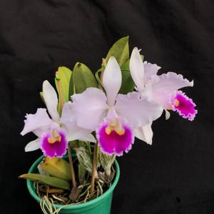 Cattleya trianae-Memoria Alberto Wenzel