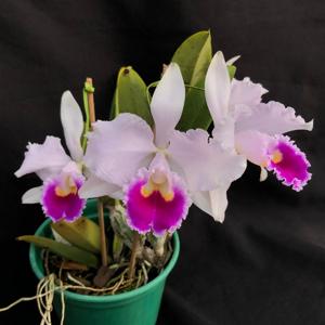 Cattleya trianae-Memoria Alberto Wenzel