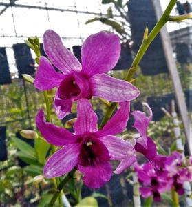 Dendrobium macrophyllum-Indonesia Raya