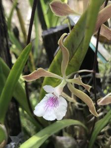 Encyclia profusa-randii