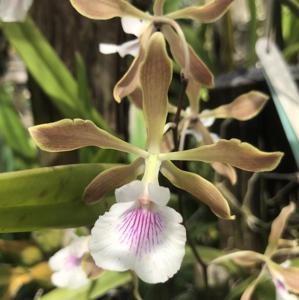 Encyclia profusa-randii