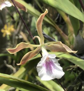 Encyclia profusa-randii