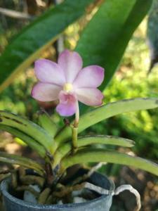 Vandachostylis Wai Ron-coelestis