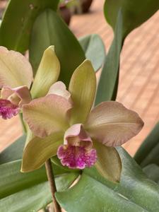 Rhyncholaeliocattleya Waikiki Gold-tigrina