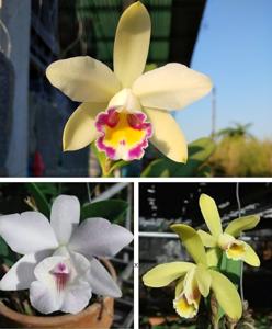 Cattleya Kiritsubo-luteola