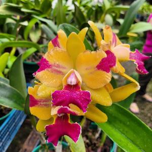Rhyncholaeliocattleya Chinese Sunset