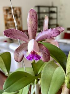 Cattleya Venosa-tigrina