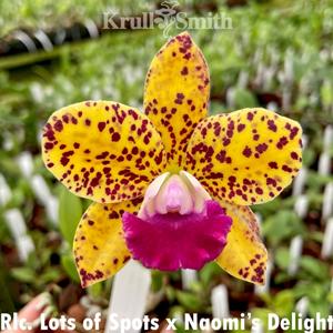 Rhyncholaeliocattleya Lots of Spots-Naomi's Delight