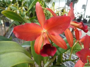 Cattlianthe Jewel Box-Gold Digger