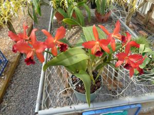 Cattlianthe Jewel Box-Gold Digger