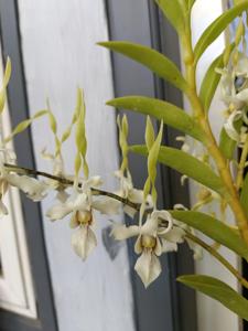 Dendrobium Kartika Yanti