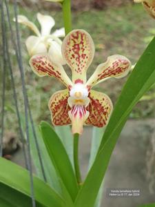 Vanda jennae-Memoria Madame Pranerm-lamellata