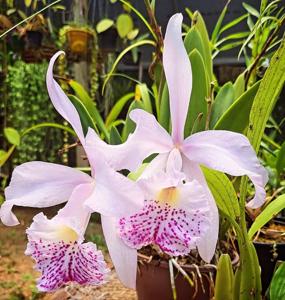 Brassocattleya Lina Cavalieri-nodosa