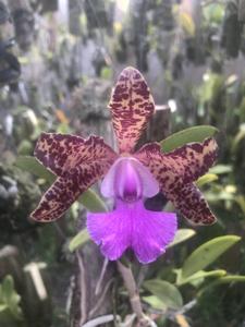 Cattleya aclandiae-Little Leopard