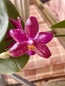 Phalaenopsis Sogo Grape-lueddemanniana