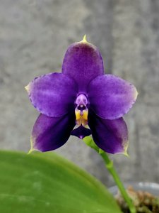 Phalaenopsis violacea-LL Blue in Green