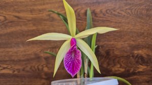 Brassocattleya Clear Stars