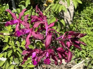 Myrmecocattleya Memoria Louise Fuchs