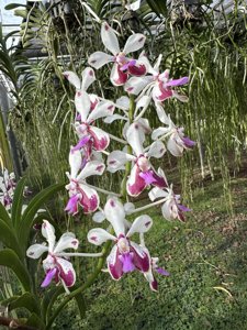 Vanda Loke