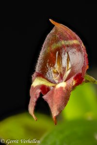 Lepanthes felis-quadricornis