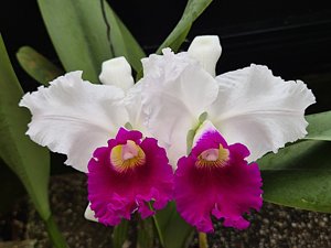 Cattleya Melody Fair