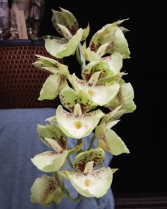 Catasetum Penang