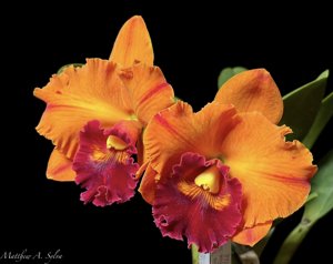 Rhyncholaeliocattleya Yingluck Smile