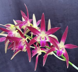 Dendrobium Jayden