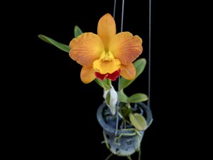 Rhyncattleanthe Shinfong Little Sun-Thi-Ti