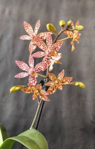 Renanthopsis Chienlung Star River
