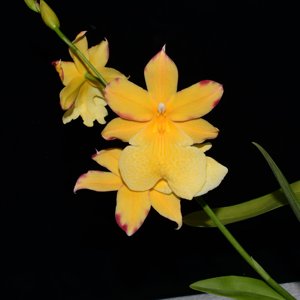 Oncidopsis Nelly Isler