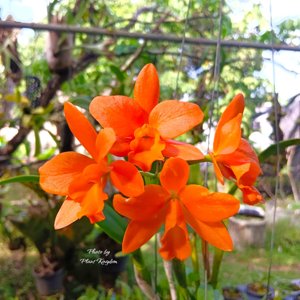 Rhyncattleanthe Young-Min Orange