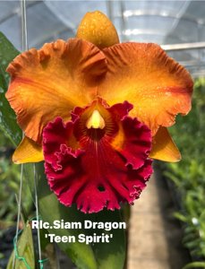 Rhyncholaeliocattleya Siam Dragon