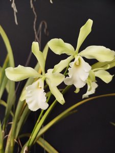 Catyclia warneri-randii