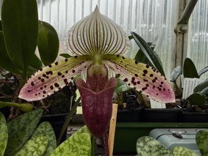 Paphiopedilum Seeing Spots