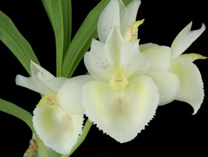 Catasetum Yvonne Luo